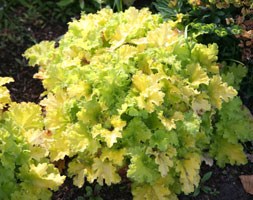 coral bells