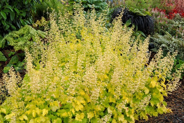 coral bells coral bells