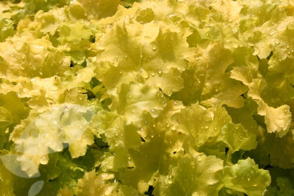 coral bells coral bells