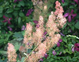 Plume Poppy