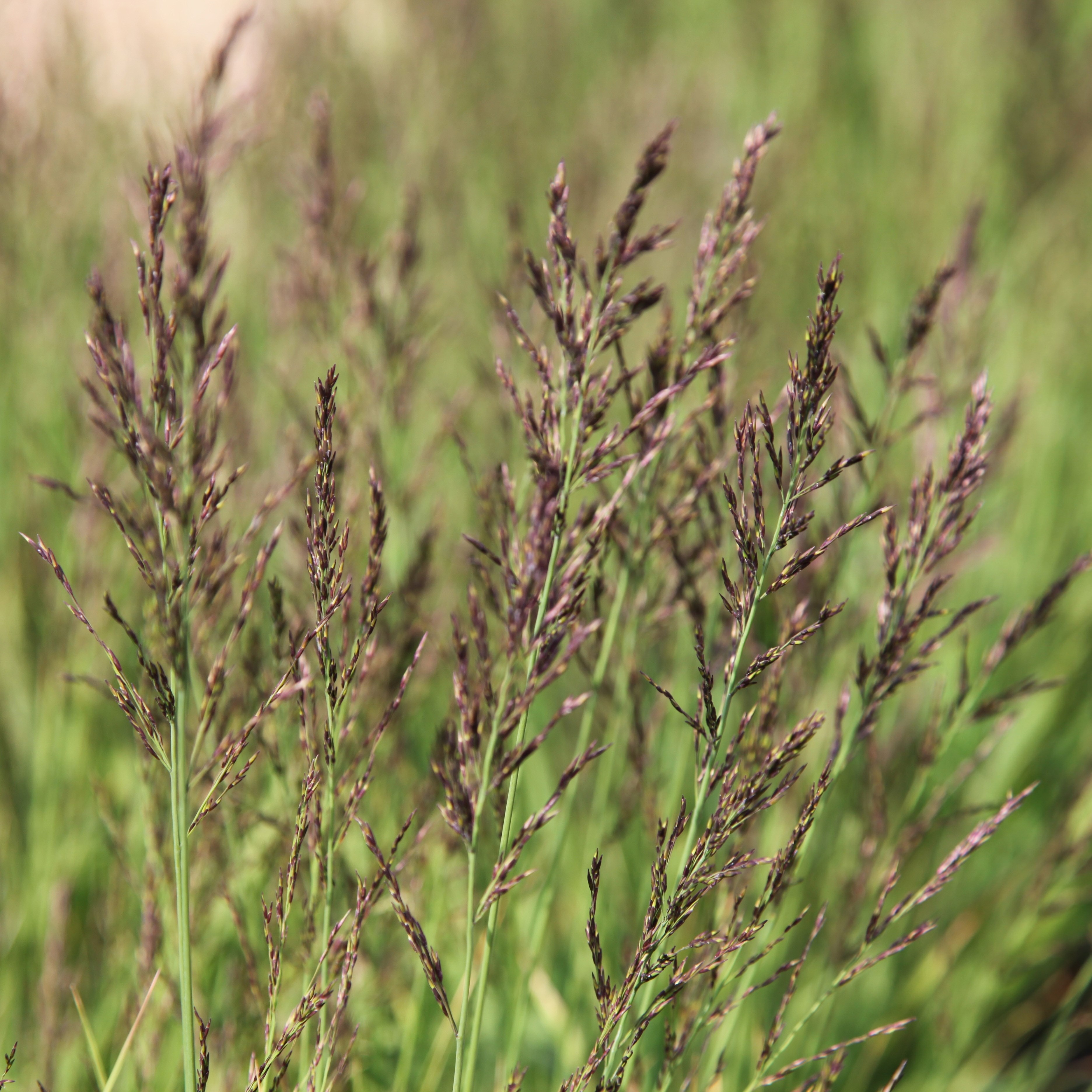 purple moor grass