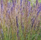 purple moor grass