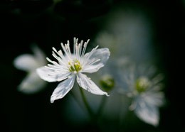 mountain rue
