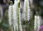 Canadian burnet