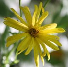cup plant
