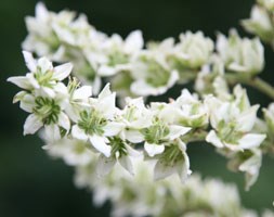 Veratrum nigrum (false hellebore)