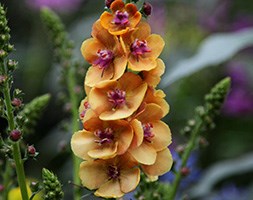 Verbascum 'Clementine' (mullein)