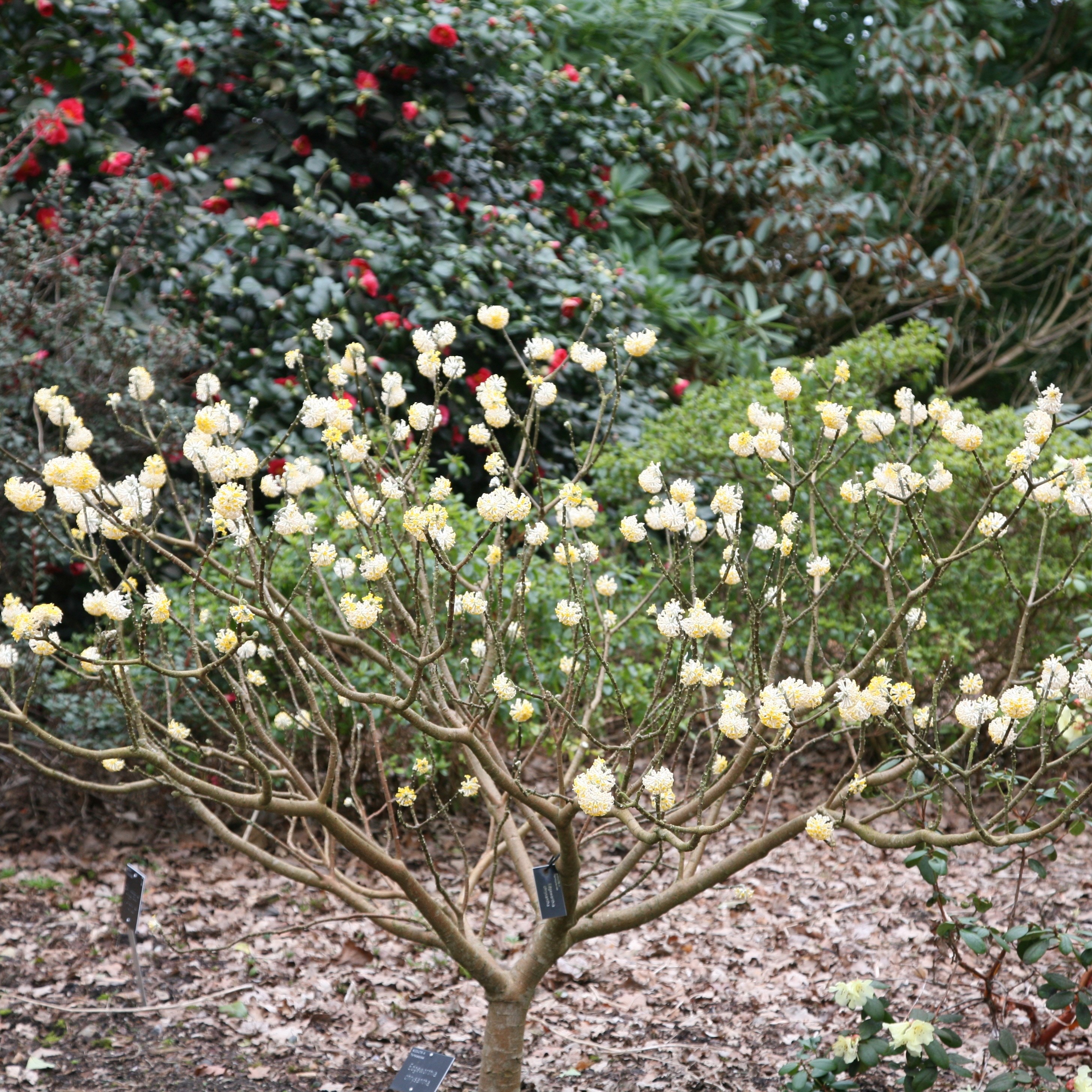 paper bush