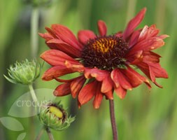 blanket flower