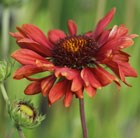 blanket flower