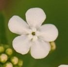 Siberian bugloss