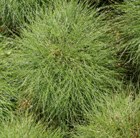 bearskin fescue