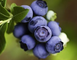 blueberry 'Ozarkblue' (blueberry - late fruiting)