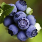 blueberry - late fruiting
