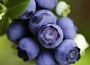blueberry - late fruiting
