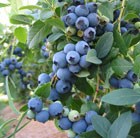 blueberry - early fruiting