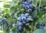 blueberry -  mid season fruiting