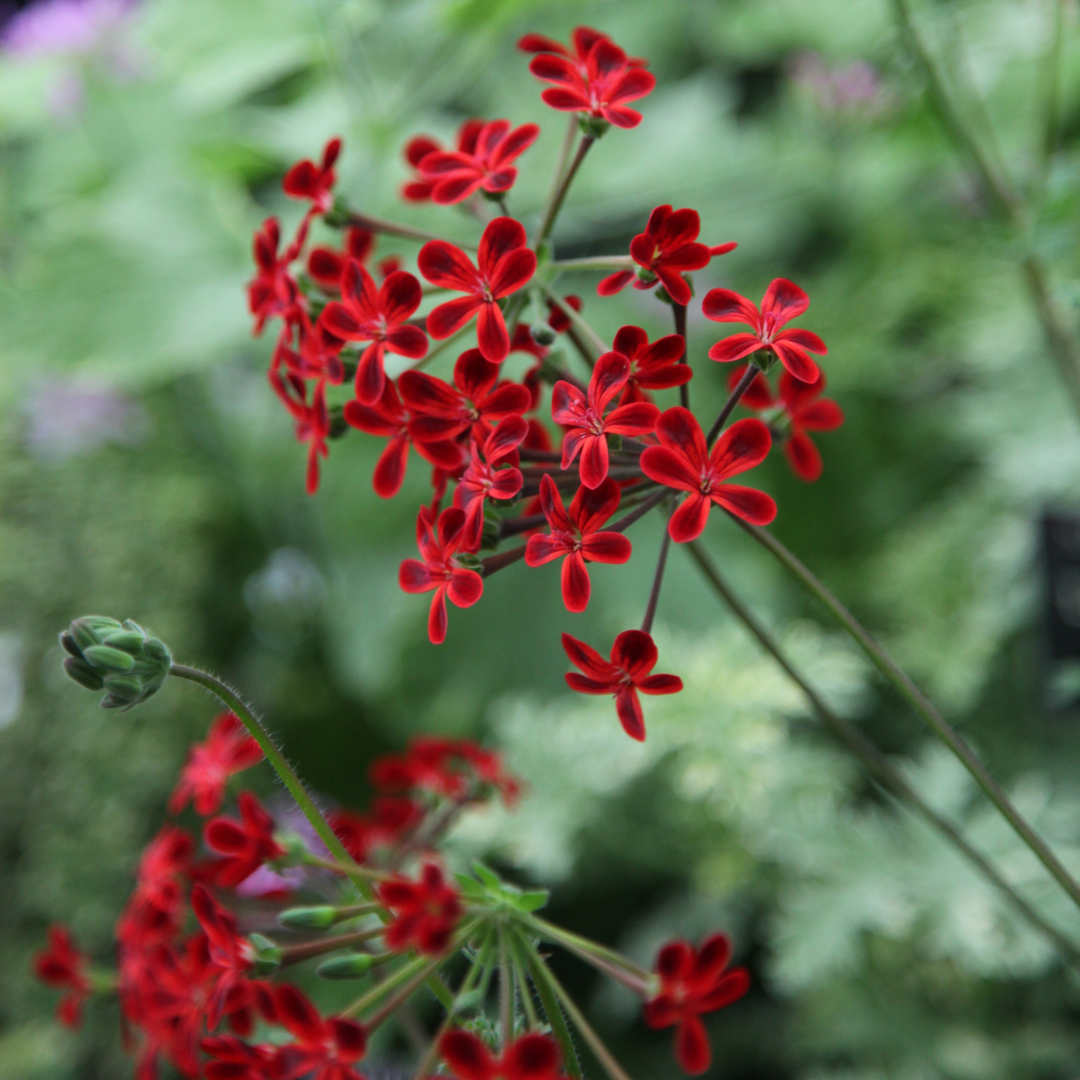 one species pelargonium