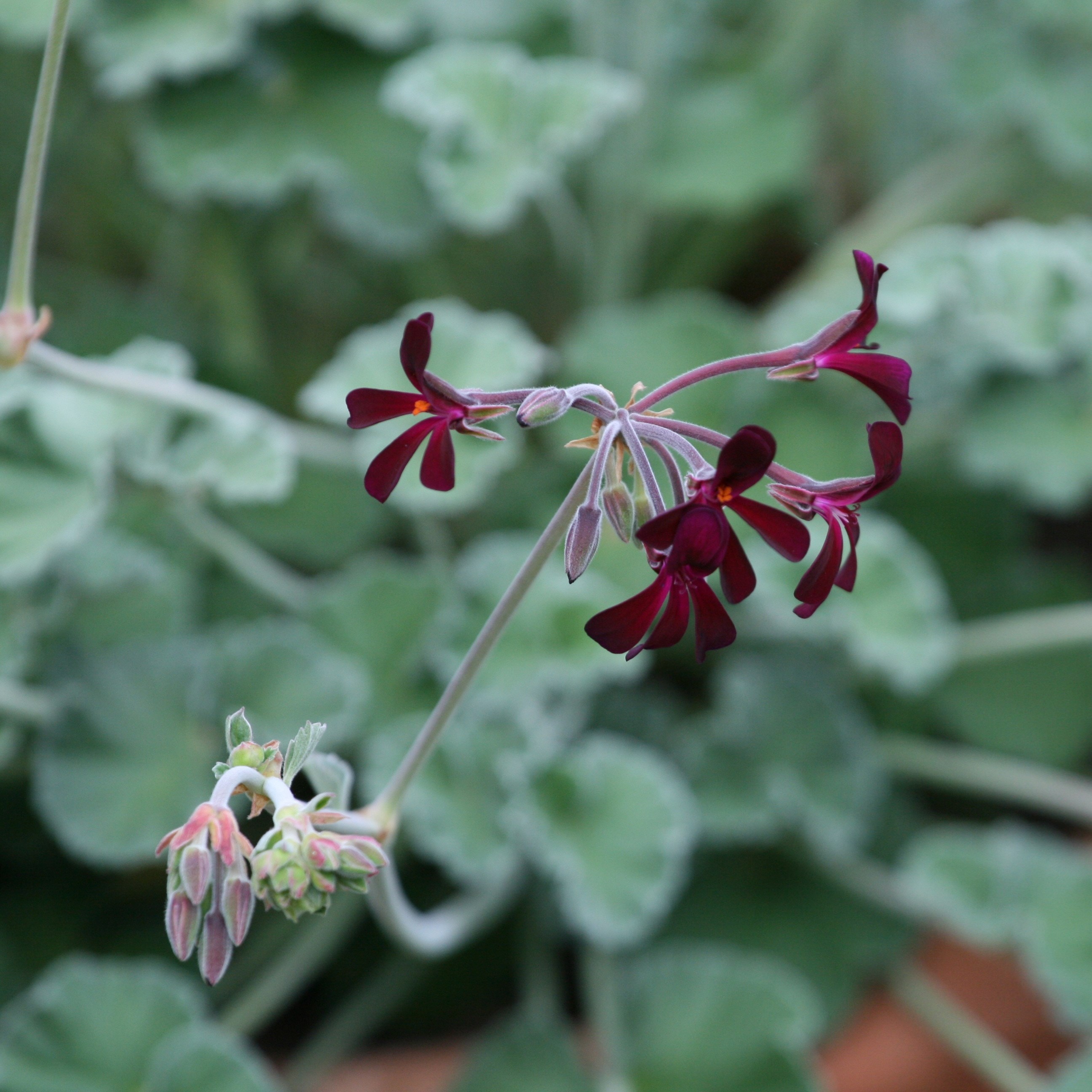 three species pelargoniums