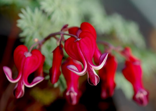bleeding heart bleeding heart