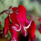 bleeding heart