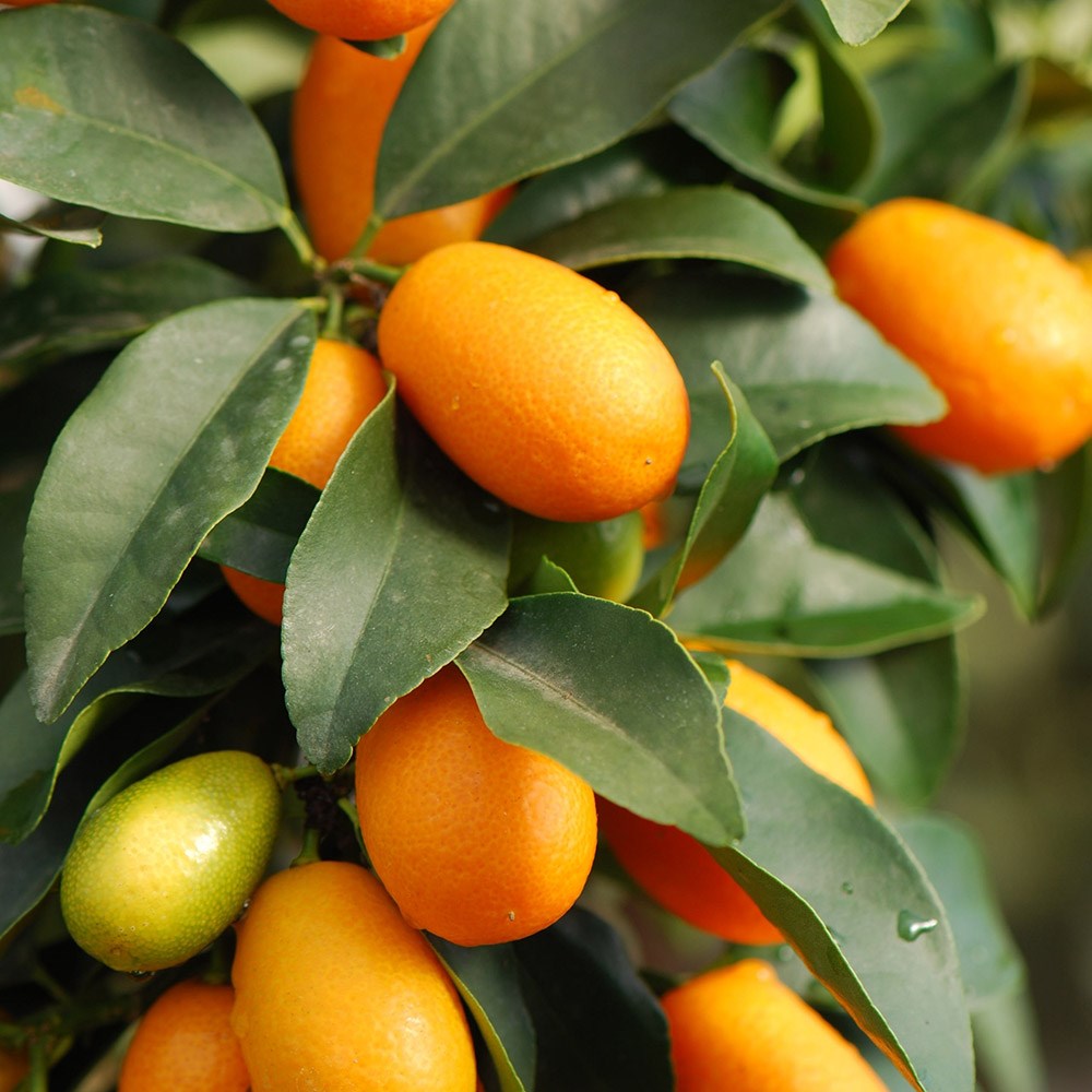 kumquat