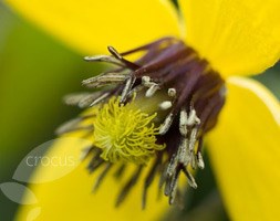 clematis (group 3)