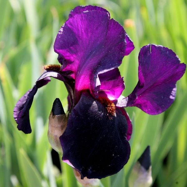 bearded iris bearded iris