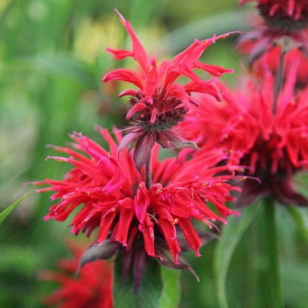 bergamot