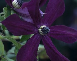 clematis (group 3)