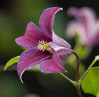 clematis (group 3)