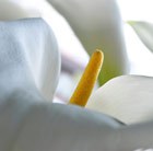Zantedeschia aethiopica