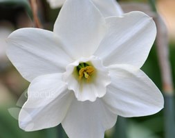 Narcissus 'Easter Moon' (large cupped daffodil bulbs)
