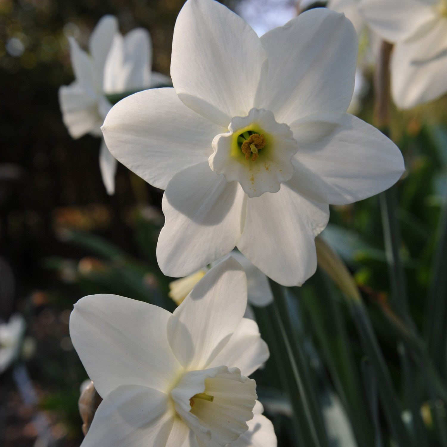 large cupped daffodil bulbs