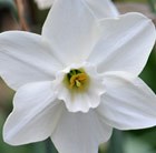 Large Cupped Daffodil