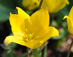 wild tulip bulbs