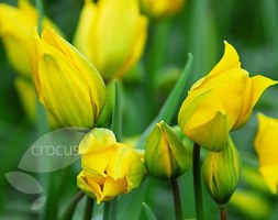 wild tulip bulbs