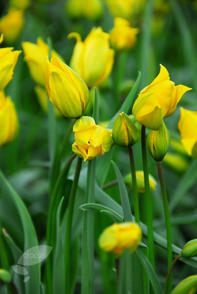 wild tulip bulbs wild tulip bulbs