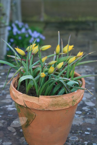 wild tulip bulbs wild tulip bulbs