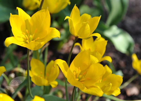 wild tulip bulbs wild tulip bulbs