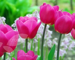 Tulipa 'Barcelona'