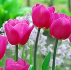 Tulipa Barcelona