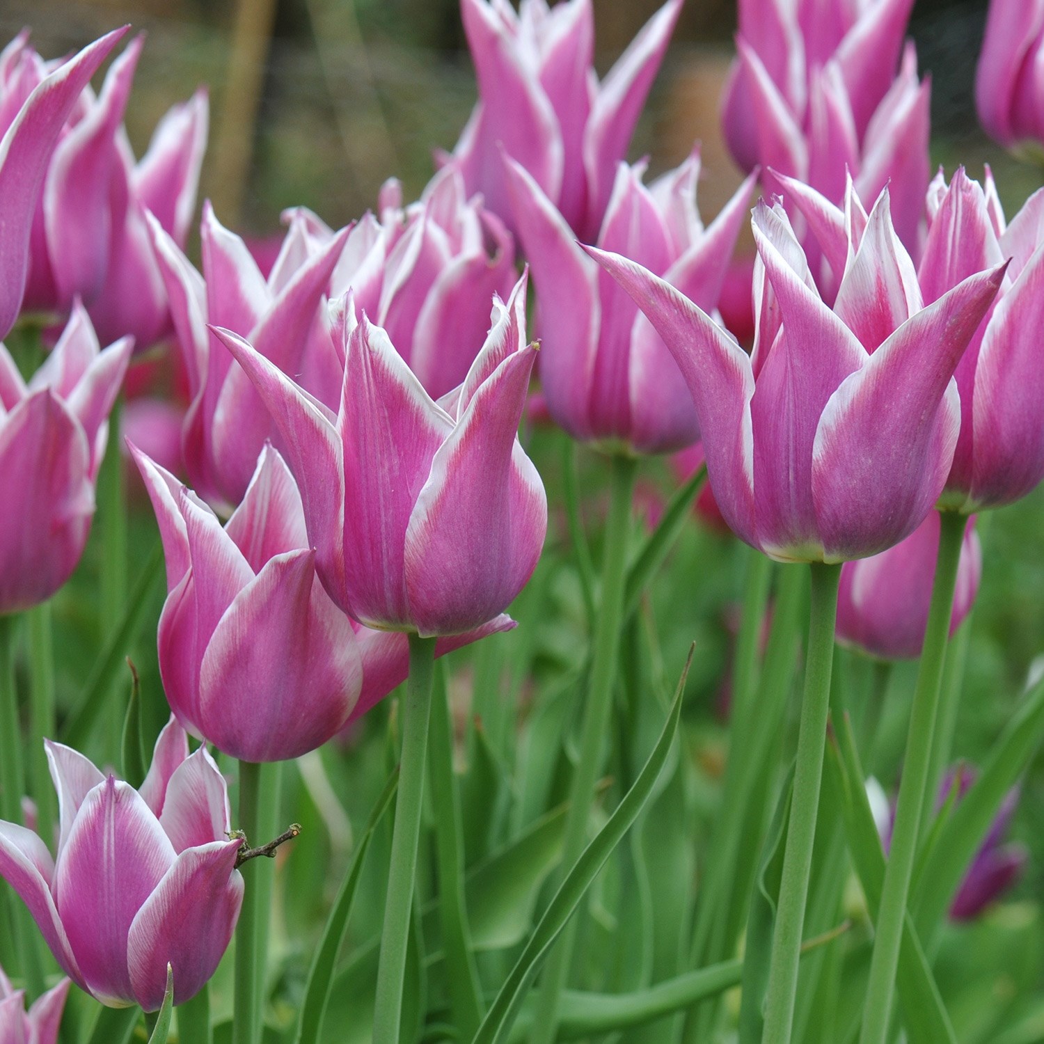 lily flowered tulip bulbs