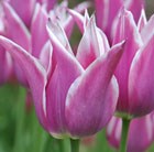 Tulipa Ballade