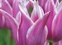 lily flowered tulip
