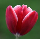 triumph tulip