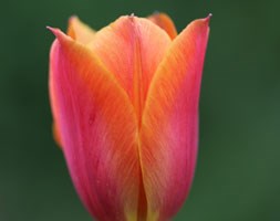 triumph tulip bulbs