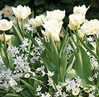 Tulipa Calgary