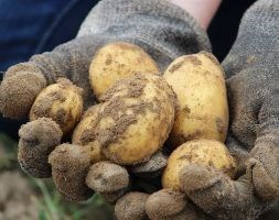 potato - first early, Scottish basic seed potato