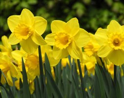 Narcissus 'Carlton' (large cupped daffodil bulbs)